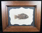 Framed Priscacara Fossil Fish - #8792-1